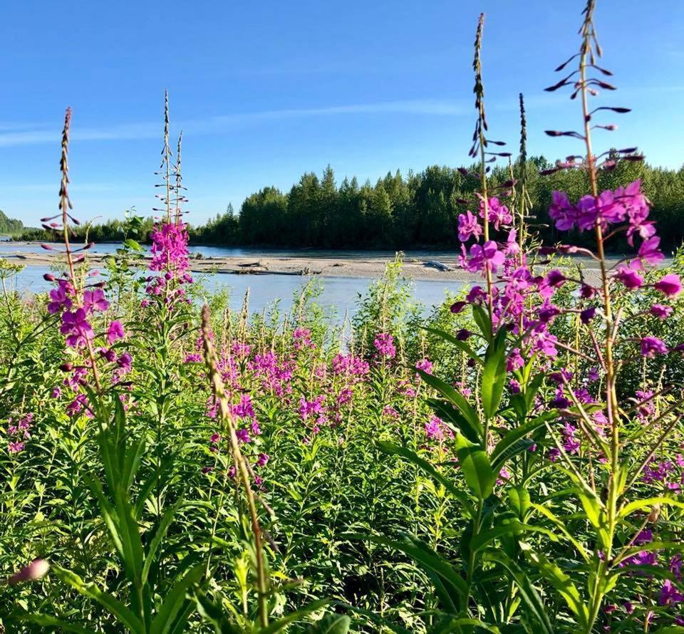 Riverside Cabins Talkeetna Exterior foto